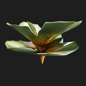 Glimmer Bloom