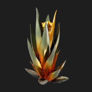 Desert Glow Agave